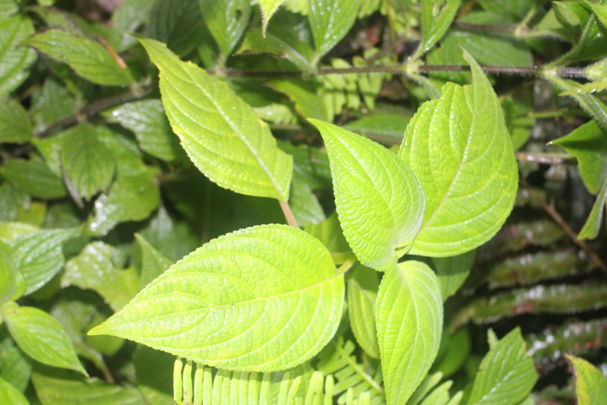 Coleus kanneliyensis L.H.Cramer & S. Balas.